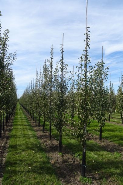 Pyrus communis 'Gieser Wildeman' GEV