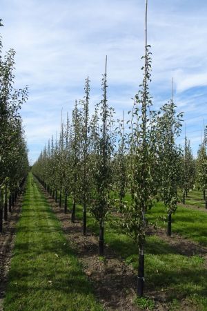 Pyrus-Gieser-Wildeman-geveerd-10-14