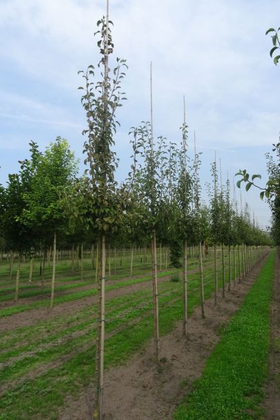Pyrus communis 'Gieser Wildeman' HO
