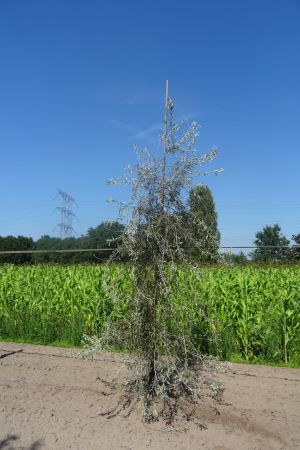 Pyrus-s-Pendula-geveerd-12-14-16-2