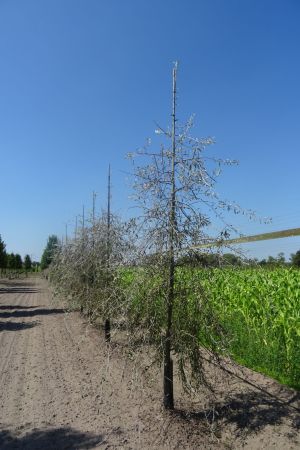 Pyrus-s-Pendula-geveerd-12-14-16