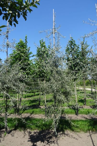 Pyrus salicifolia 'Pendula' GEV