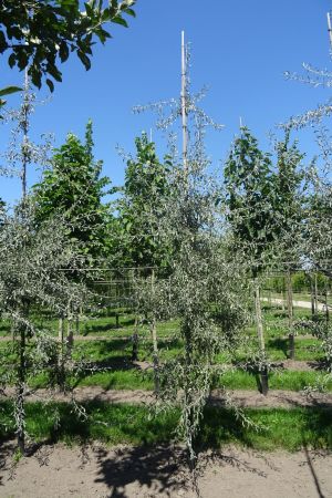Pyrus-s-Pendula-geveerd-10-14