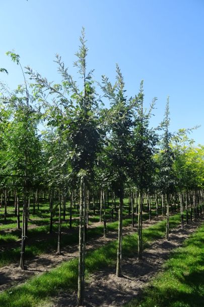 Quercus cerris HO