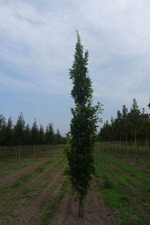 Quercus-p-Green-Pillar-geveerd-16-20