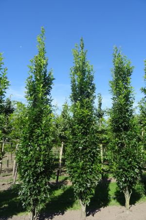 Quercus-p-Green-Pillar-geveerd-18-25
