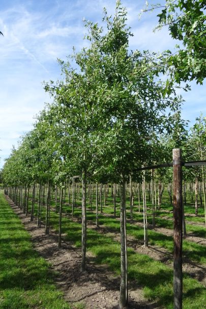 Quercus palustris HO