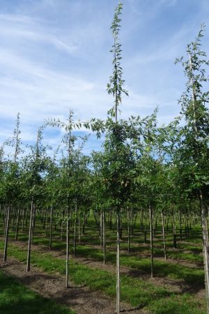 1_Quercus-palustris-ho-12-16