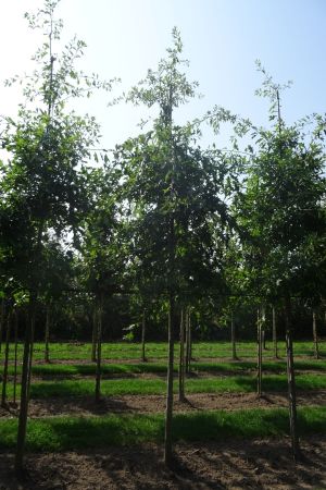 1_Quercus-palustris-ho-16-20-2