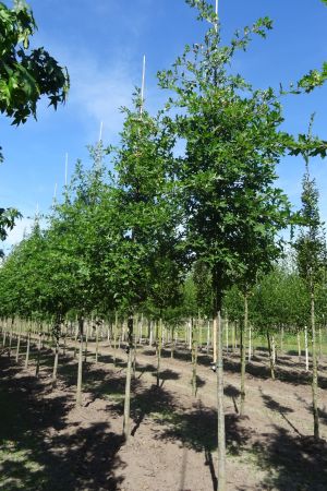 2_Quercus-palustris-ho-16-20