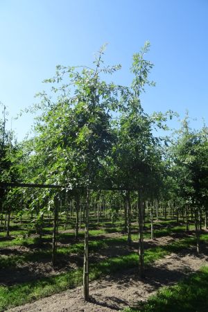 Quercus-palustris-ho-14-18