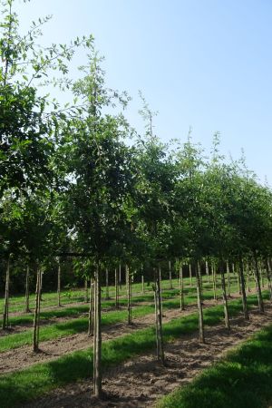 Quercus-palustris-ho-16-20