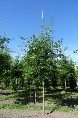 Quercus-palustris-ho-18-25