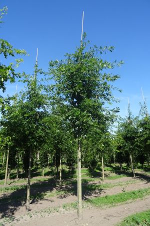 Quercus-palustris-ho-20-30