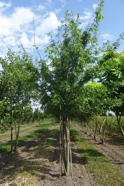 Quercus palustris MRSTAM