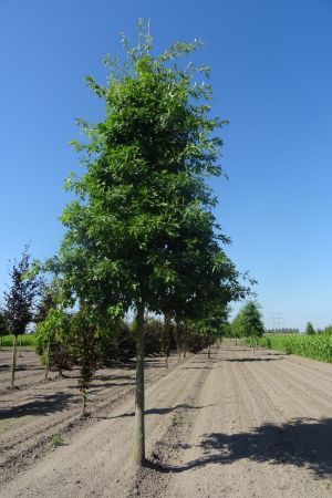 Quercus-palustirs-ho-25-30-35