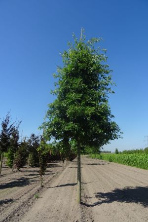 Quercus-palustris-ho-25-30-35