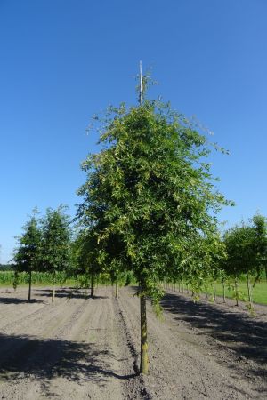 Quercus-palustris-ho-25-30-35