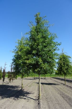 Quercus-palustris-ho-25-30-35