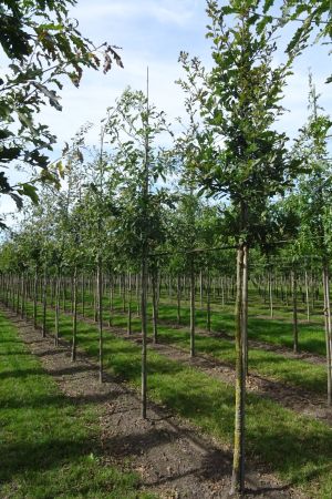 1_Quercus-petraea-ho-12-16