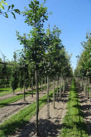 Quercus-petraea-ho-12-16-2