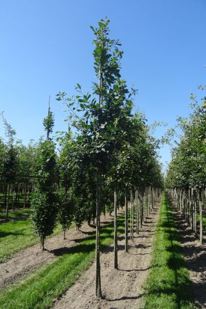 Quercus-petraea-ho-12-16