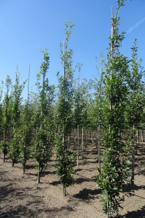 Quercus-r-Fastigiate-Koster-geveerd-12-14-16