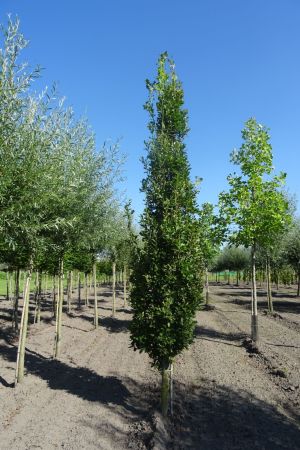 Quercus-r-Fastigiate-Koster-geveerd-18-20-25-3