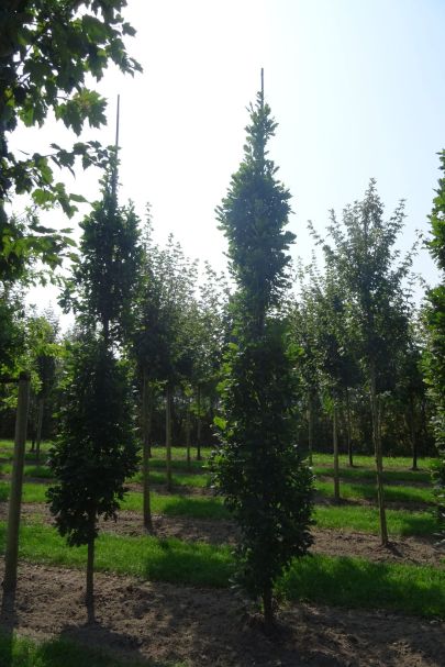 Quercus robur 'Fastigiate Koster' GEV