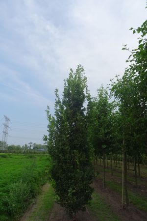 Quercus-r-Fastigiata-Koster-geveerd-18-25