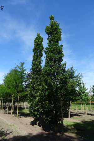 Quercus-r-Fastigiata-Koster-geveerd-35-45
