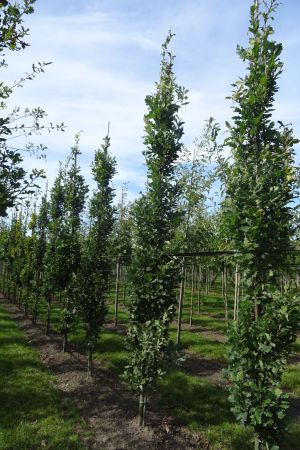 Quercus-r-Fastigiate-Koster-geveerd-10-14