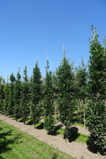 Quercus robur 'Fastigiate Koster' HO