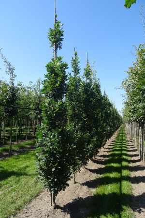 Quercus-r-Fastigiata-Koster-gev-12-16