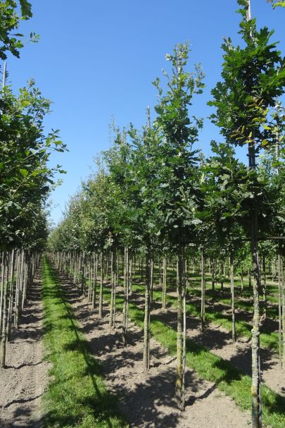 Quercus robur HO