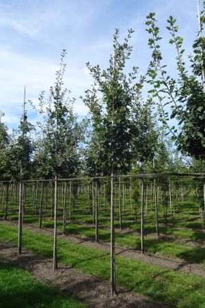1_Quercus-robur-ho-12-16