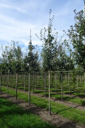 Quercus-robur-ho-14-18