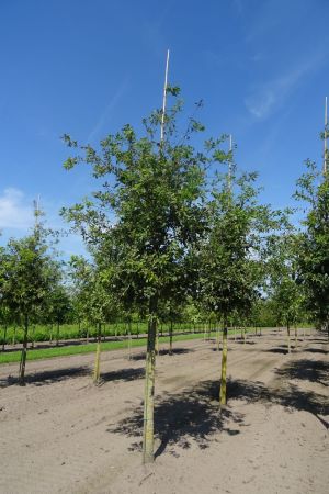 Quercus-robur-ho-18-20-25