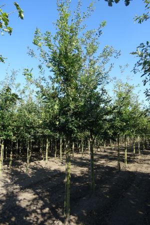 Quercus-robur-ho-18-20-25