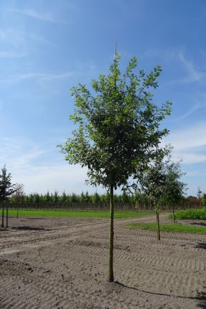 Quercus-robur-ho-20-25-30