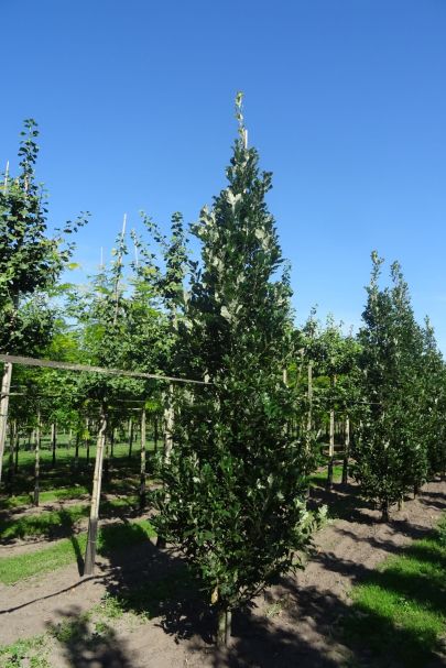 Quercus warei Regal Prince GEV