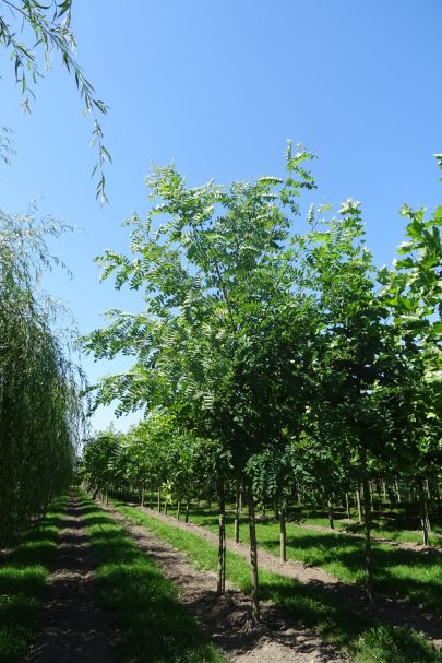 Robinia pseudoacacia 'Nyirségí' HO