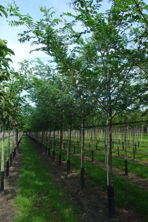 Robinia-p-Nyirsegi-ho-14-18