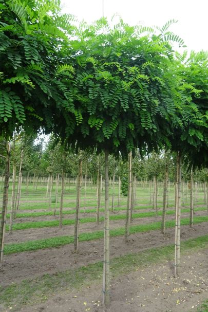Robinia pseudoacacia 'Umbraculifera' BVER