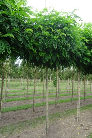 Robinia-p-Umbraculifera-bver-225cm-14-18
