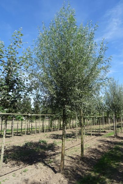Salix alba 'Belders' HO