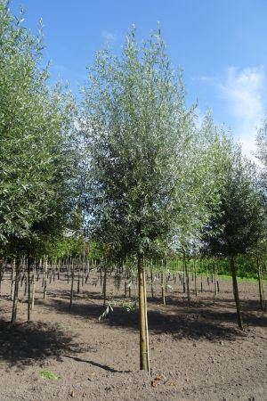 Salix-a-Belder-ho-18-20-25