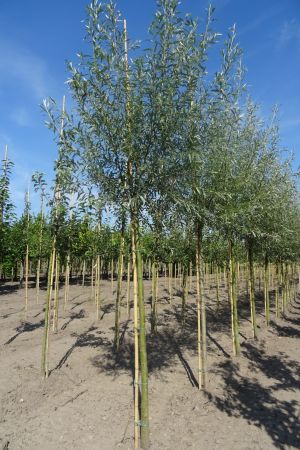 Salix-a-Belders-ho-14-16-18-2