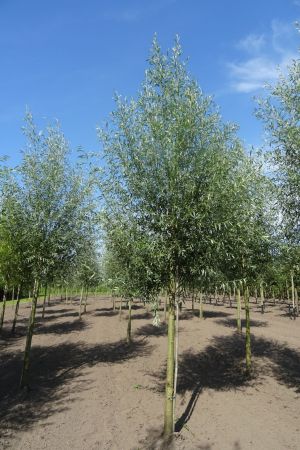 Salix-a-Belders-ho-18-20-25