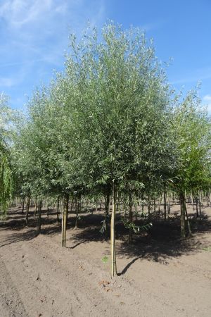 Salix-a-Belders-ho-20-25-30